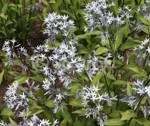 Blue blooms; Semi-evergreen; North American Native