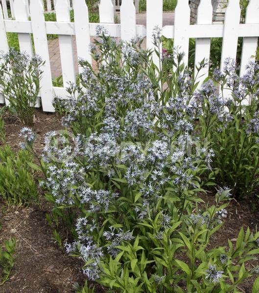 Blue blooms; Semi-evergreen; North American Native