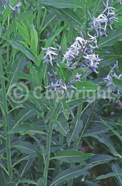 Blue blooms; Deciduous; Broadleaf; North American Native