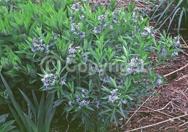 Blue blooms; Deciduous; Broadleaf; North American Native