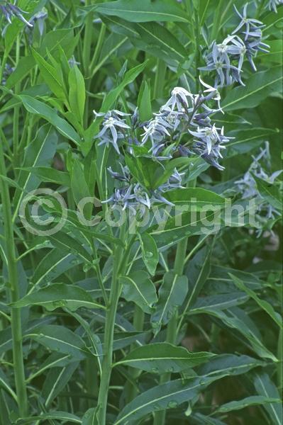 Blue blooms; Deciduous; Broadleaf; North American Native