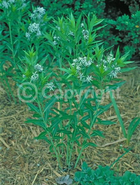 Blue blooms; Deciduous; Broadleaf; North American Native