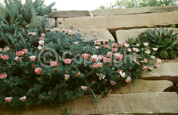 Red blooms; Yellow blooms; White blooms; Deciduous; Broadleaf