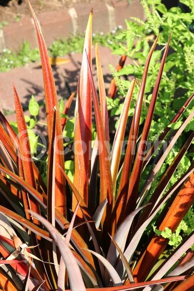 Red blooms; Purple blooms; Evergreen; Broadleaf