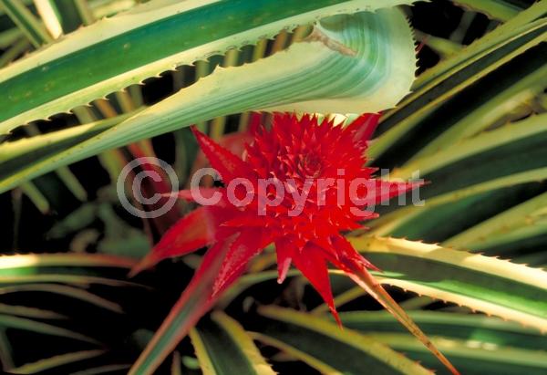 Red blooms; Purple blooms; Evergreen