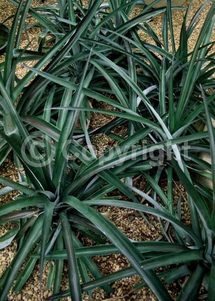 Red blooms; Purple blooms; Evergreen