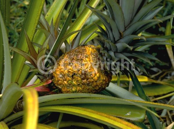 Red blooms; Purple blooms; Evergreen