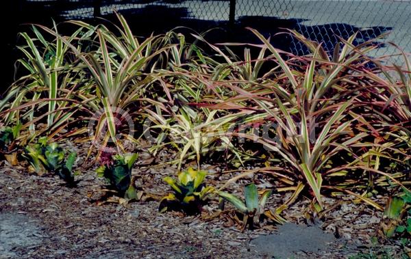 Purple blooms; Evergreen; Broadleaf