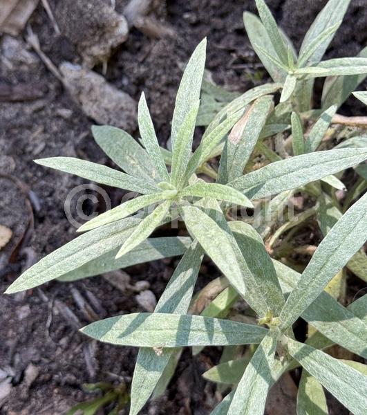White blooms; Deciduous; Broadleaf; North American Native