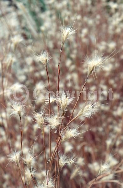 White blooms; North American Native