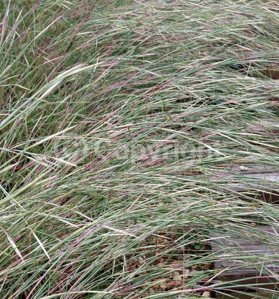 White blooms; North American Native
