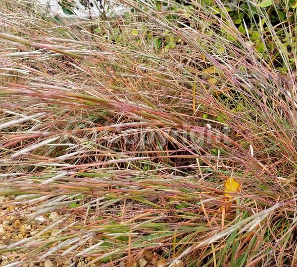 White blooms; North American Native
