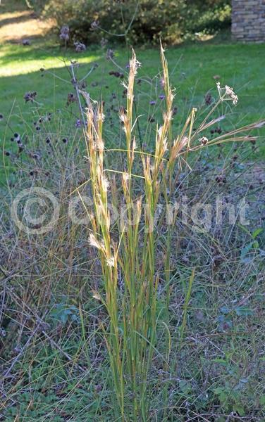 White blooms; North American Native