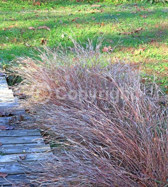 White blooms; North American Native