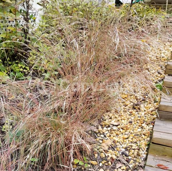 White blooms; North American Native