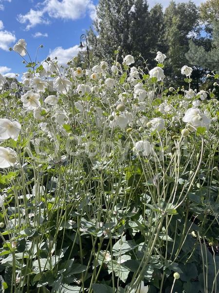 Pink blooms; Deciduous; Broadleaf