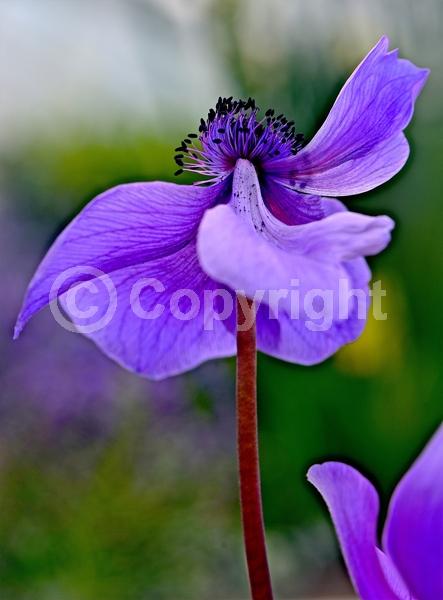 Red blooms; Blue blooms; Purple blooms; White blooms; Pink blooms; Deciduous; Broadleaf
