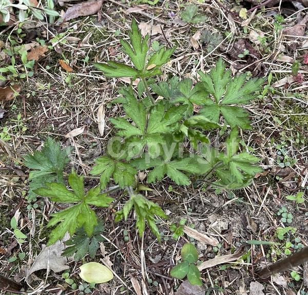 White blooms; North American Native