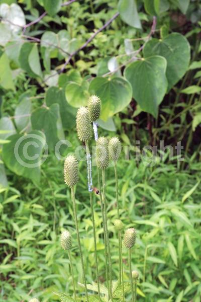 White blooms; North American Native