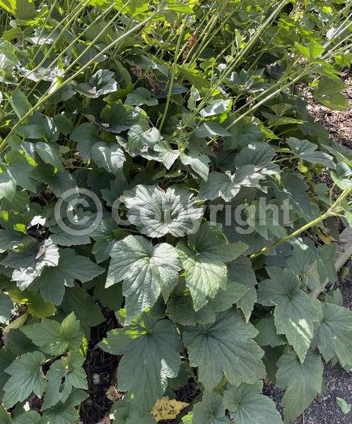 Pink blooms; Deciduous; Broadleaf