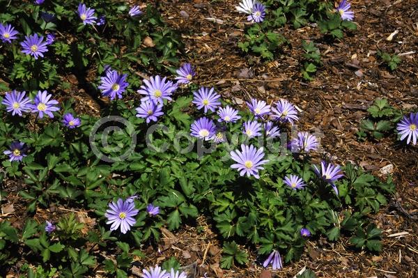 Blue blooms; Deciduous; Broadleaf
