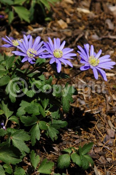 Blue blooms; Deciduous; Broadleaf
