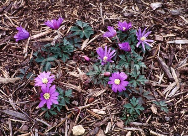 Blue blooms; Deciduous; Broadleaf