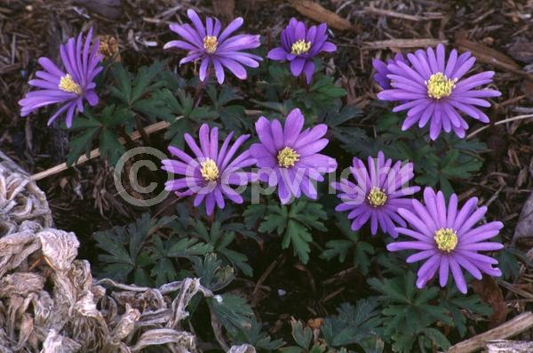 Blue blooms; Deciduous; Broadleaf