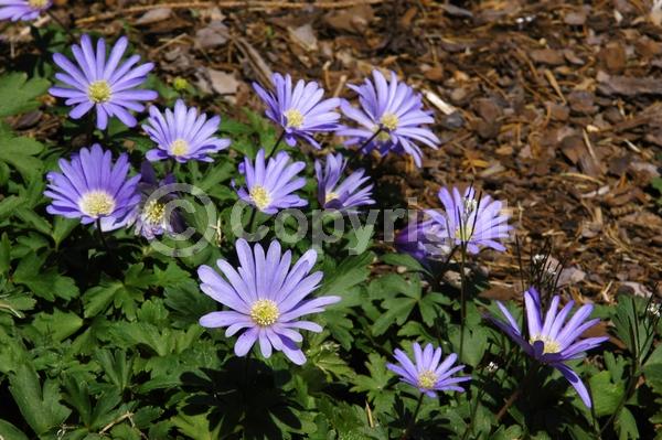 Blue blooms; Deciduous; Broadleaf