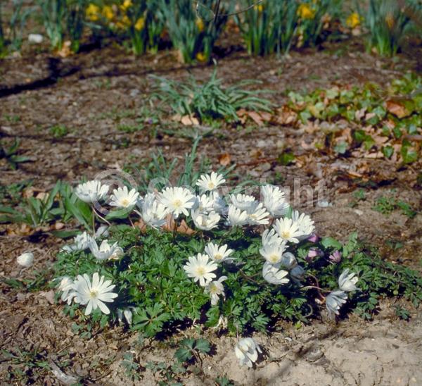 Blue blooms; White blooms; Pink blooms; Deciduous; Broadleaf