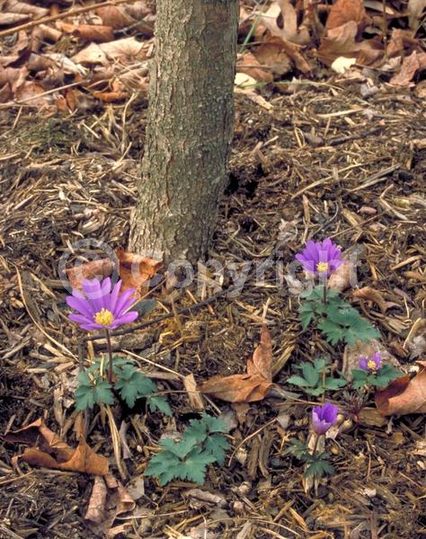 Blue blooms; White blooms; Pink blooms; Deciduous; Broadleaf