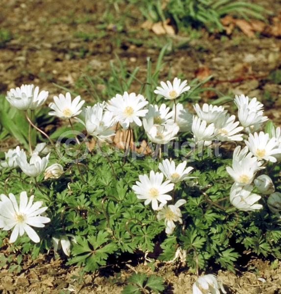 Blue blooms; White blooms; Pink blooms; Deciduous; Broadleaf