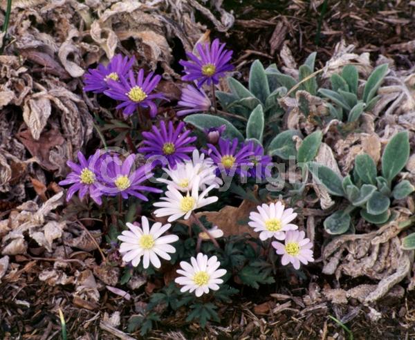 Blue blooms; White blooms; Pink blooms; Deciduous; Broadleaf