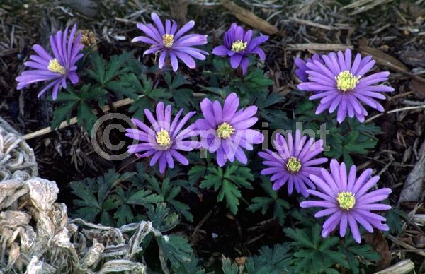 Blue blooms; White blooms; Pink blooms; Deciduous; Broadleaf