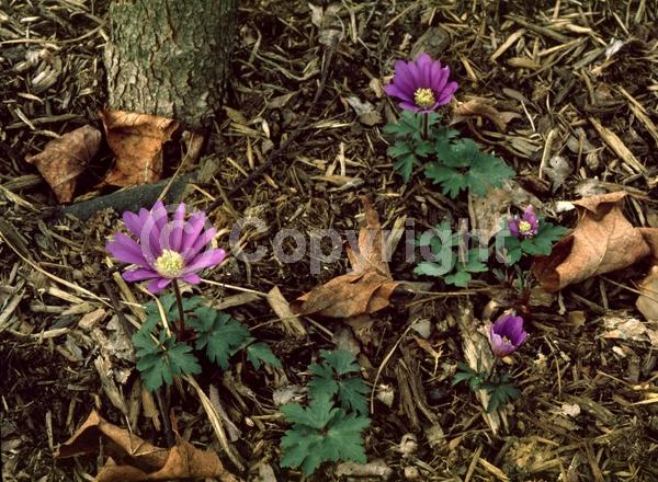 Blue blooms; White blooms; Pink blooms; Deciduous; Broadleaf