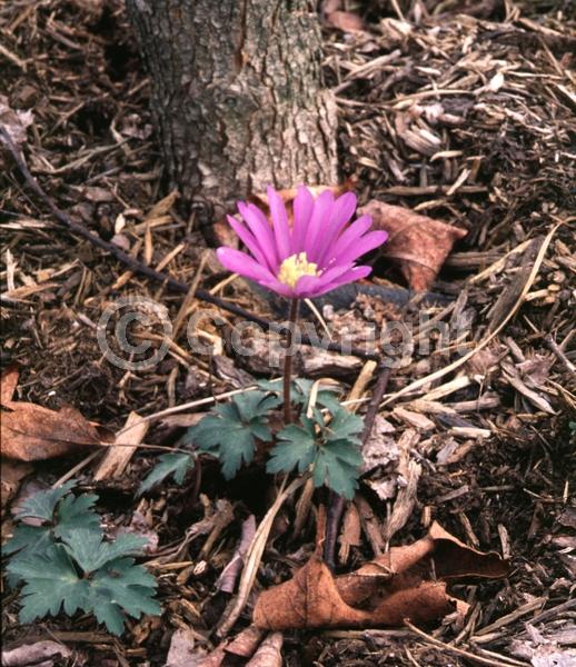 Blue blooms; White blooms; Pink blooms; Deciduous; Broadleaf