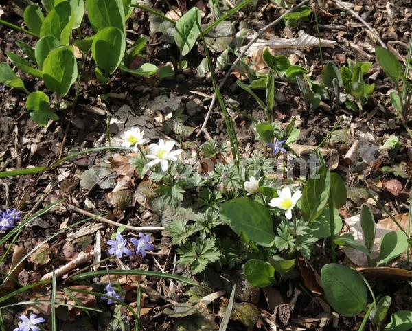 Blue blooms; White blooms; Pink blooms; Deciduous; Broadleaf