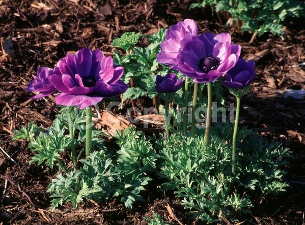 Blue blooms; Deciduous; Broadleaf