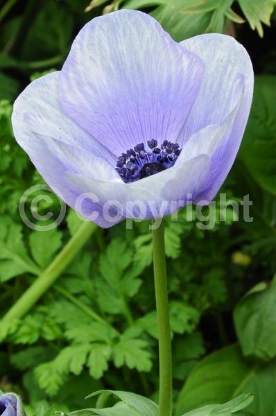 Red blooms; Blue blooms; Purple blooms; White blooms; Pink blooms; Deciduous; Broadleaf