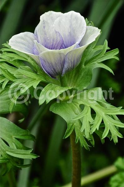 Red blooms; Blue blooms; Purple blooms; White blooms; Pink blooms; Deciduous; Broadleaf