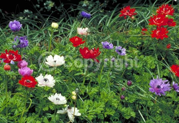 Red blooms; Blue blooms; Purple blooms; White blooms; Pink blooms; Deciduous; Broadleaf