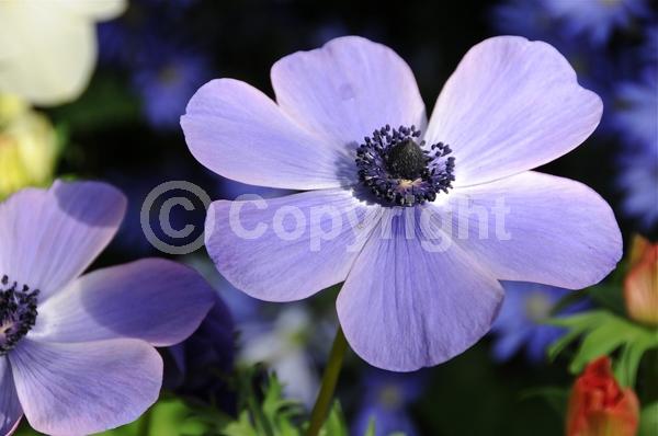 Red blooms; Blue blooms; Purple blooms; White blooms; Pink blooms; Deciduous; Broadleaf