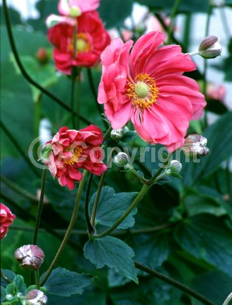 Pink blooms; Deciduous; Broadleaf