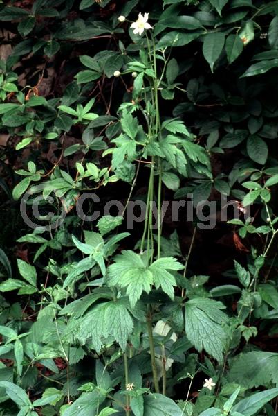 White blooms; North American Native
