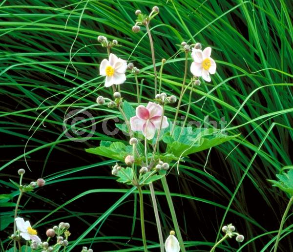 Pink blooms; Deciduous; Broadleaf