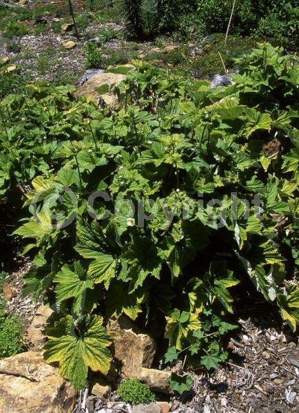Pink blooms; Deciduous; Broadleaf