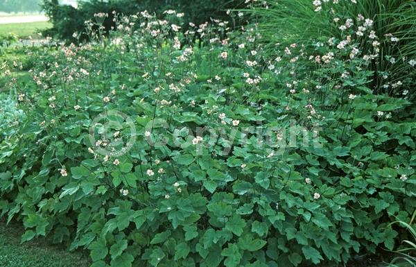 Pink blooms; Deciduous; Broadleaf