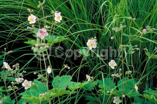 Pink blooms; Deciduous; Broadleaf