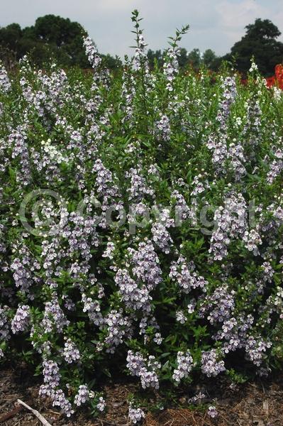 Purple blooms; White blooms