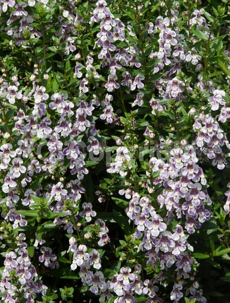 Purple blooms; White blooms